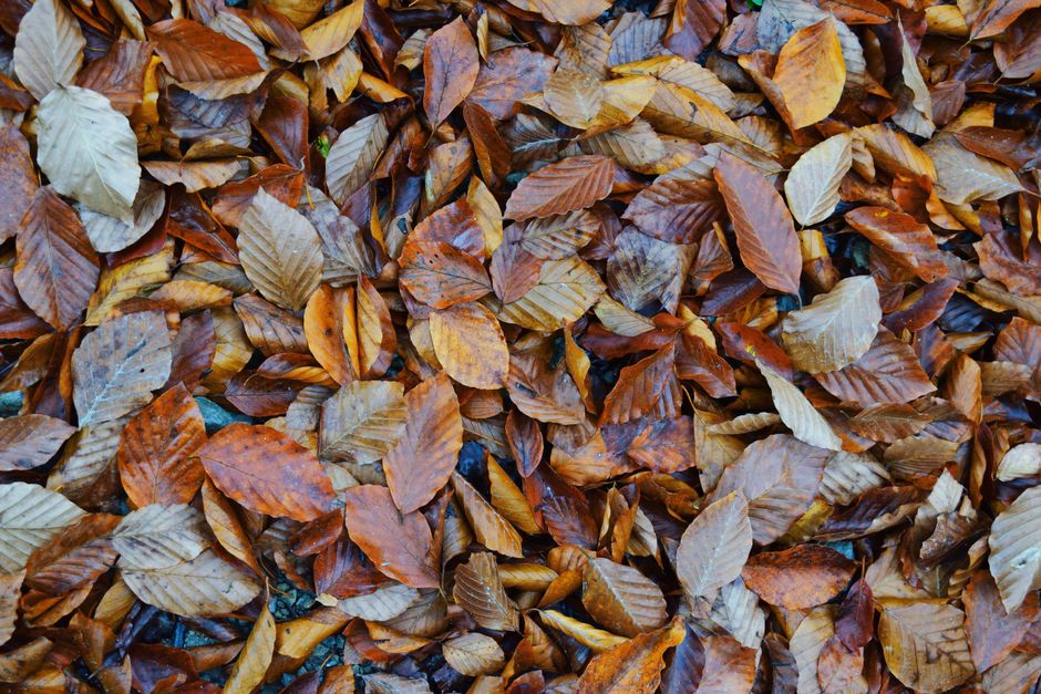 Vibrant autumn leaves scattered on the ground in a park setting, capturing the essence of fall.