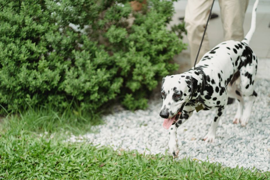 A Dalmatian dog walks on a leash across grass and gravel in an outdoor setting.
